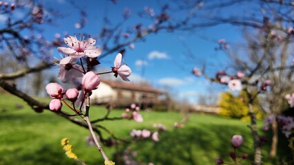 Bourgeons et printemps
