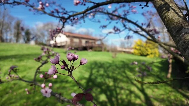 Bourgeons et maison de campagne