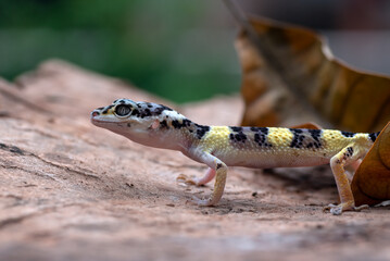 A leopard gecko is among the rubble of dry leaves