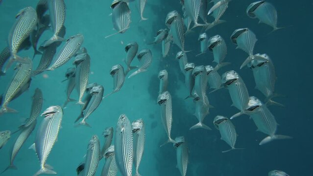 silversides hiding behind secret rocks under sun shine beams. Underwater silverside fish school swimming underwater in beautiful sunlight. Closeup of fish pod go by camera. Marine life, wild nature