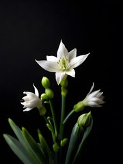 Fototapeta premium Elegant Star of Bethlehem flower stem on black background. Aesthetic floral simplicity composition. Close up view flower