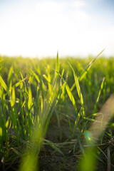 Graslandschaft in der Sonne
