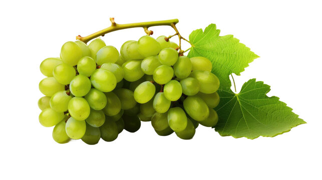 Green wine grapes isolated on transparent or white background