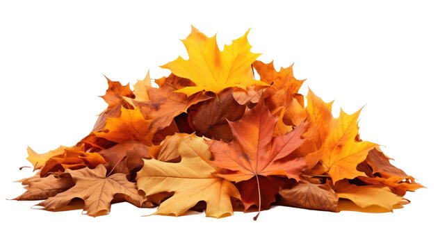 Pile of autumn leaves isolated on transparent a white background