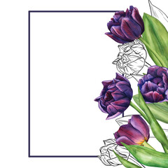 Watercolor tulip flowers frame. Template of spring flowers for floral design for valentine day, 8 march, mothers day, easter. Greeting card border. Hand painted illustration isolated