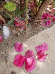 pink rose in the garden