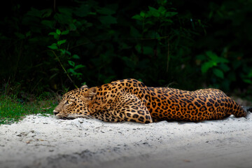 Sri lankan wild life by omindu