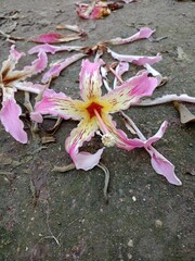 pink and white flowers