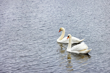 A beautiful pair of white swans floats on the water surface of the river. - 738872419