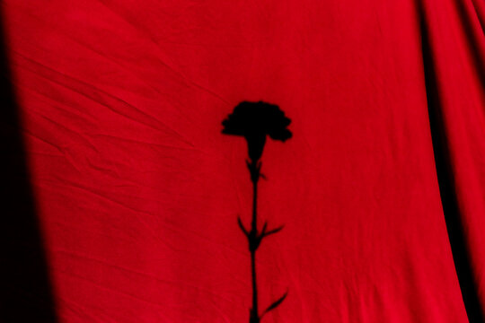 Cravos 50 anos do 25 de abril