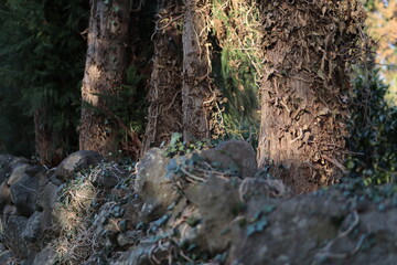 Fototapeta na wymiar Jeju island pine tree stone wall basalt orchard