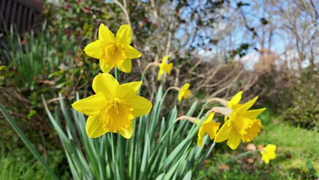 Jonquilles jaunes lent
