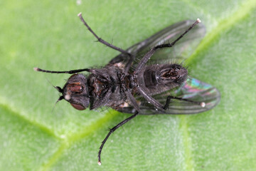Spring fly (Phorbia fumigata, synonym: P. securis). Live on grasses, incl. cereals. The larvae bore in a culm, causing it to die.