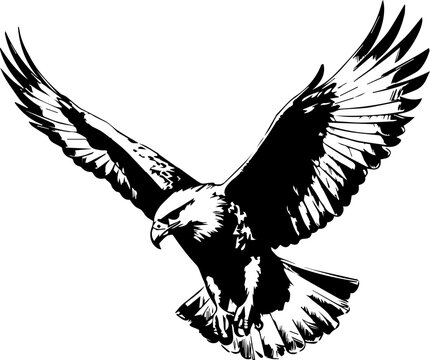 eagle vector design, isolated background, hand drawn illustration style