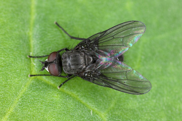 Spring fly (Phorbia fumigata, synonym: P. securis). Live on grasses, incl. cereals. The larvae bore in a culm, causing it to die.