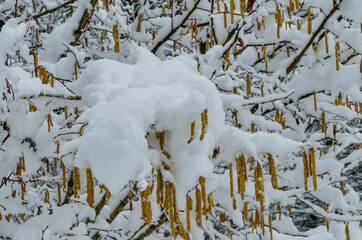 Schneedecke auf Haselnusskätzchen
