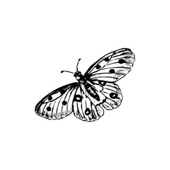 Transparent Butterfly icon