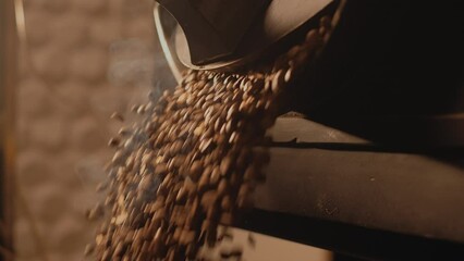 Hot roasted coffee beans fall out of roasting machine. Freshly roasted steaming coffee beans. Coffee production