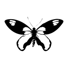 Transparent Butterfly icon