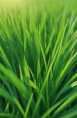 Wallpaper of fresh green grass close-up with sun glare. Vertical format.