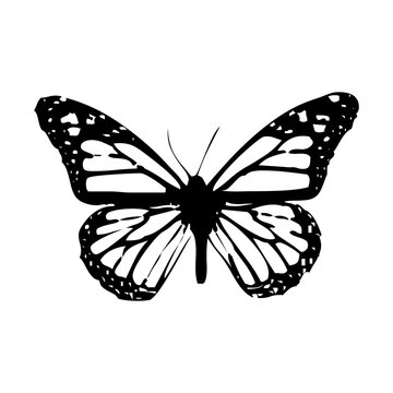 Transparent Butterfly icon