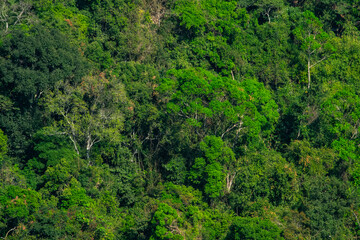 Fototapeta na wymiar Summer Mountain Rainforest Tree Texture Nature Background