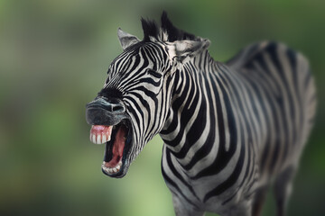 Fototapeta na wymiar Burchell's Zebra (Equus quagga burchellii)laughing