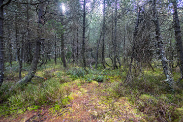 Moorwald um den Blindensee