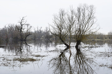 Winter Marsh Landscape by the Morava River in Marchegg, Niederösterreich, Austria.