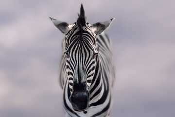 Burchell's Zebra head (Equus quagga burchellii)