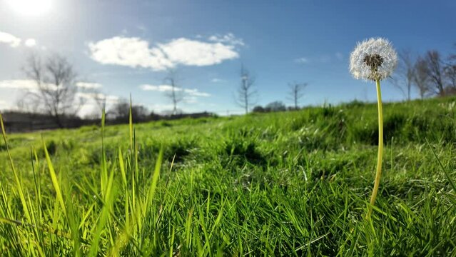 Pissenlit et campagne