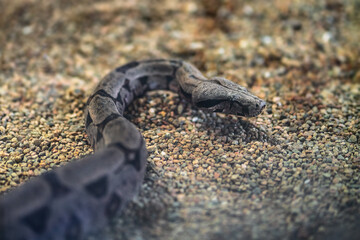 Amaral's Boa snake (Boa constrictor amarali)