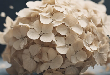Dry flowers background Ivory hydrangea petals close-up Stylish Floral poster Soft focus