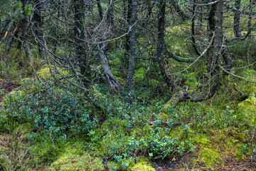 Moorwald um den Blindensee