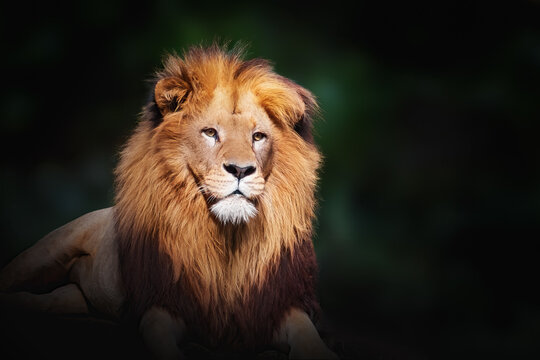 Southwest African Lion (Panthera leo bleyenberghi) - Angola Lion