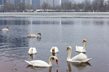 A flock of white swans winters on the open surface of a city pond. - 738878280