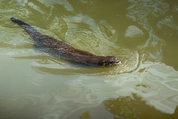 Neotropical River Otter (Lontra Longicaudis) Swimming