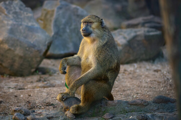 Olive Baboon (Papio anubis) - Old World monkey