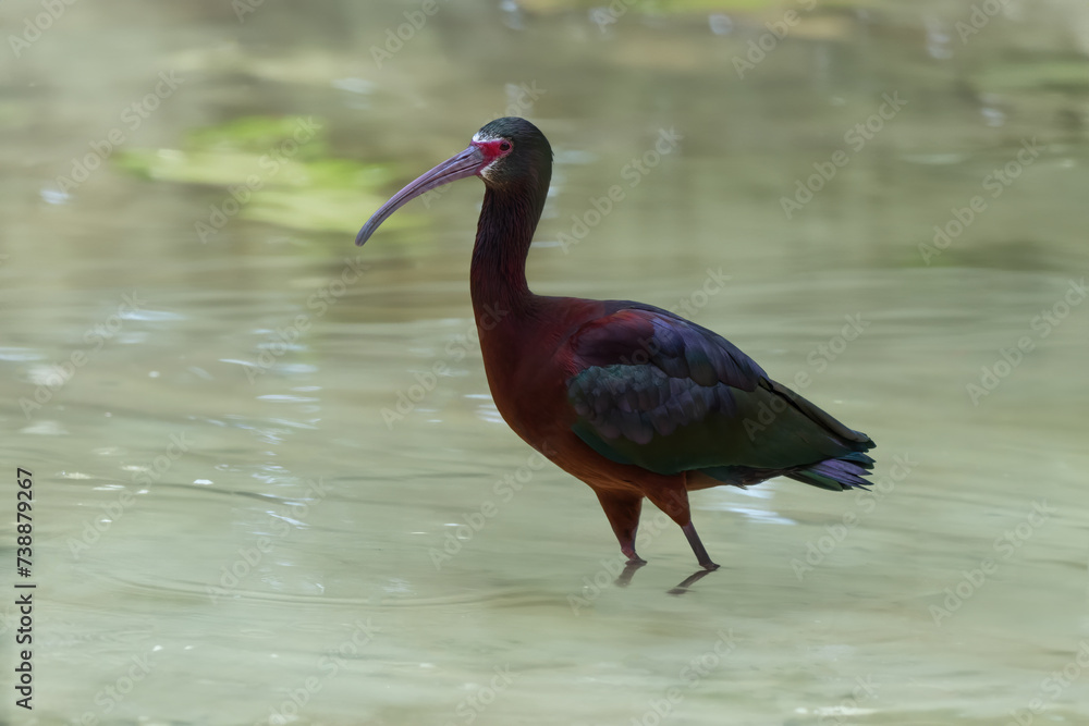 Wall mural white-faced ibis bird (plegadis chihi)