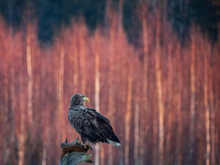 A white-tailed eagle sits on a withered tree against the backdrop of a blurred forest. Early dawn, anxious anticipation