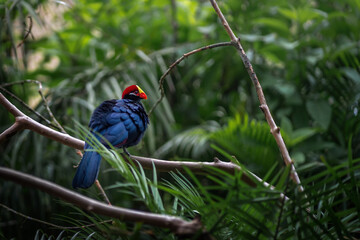 Violet Turaco bird (Musophaga violacea)