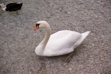 Ein schöner und stolzer weißer Schwan schwimmt auf dem Gardasee in leichten Wellen