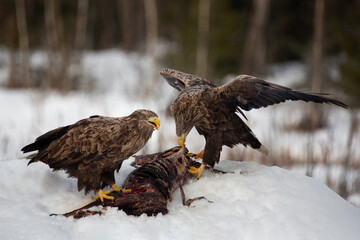 Winter day.. Two white-tailed eagles sit on a gnawed animal carcass. Lunch of predators.