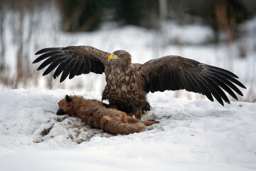 Wild nature. A white-tailed eagle with spread wings sits on a fox carcass and eats. A predator's lunch. Winter day.