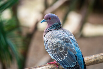 Picazuro Pigeon bird (Patagioenas picazuro)