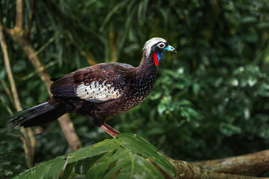 Black-fronted Piping Guan (Pipile jacutinga)