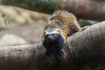 Lesser Grison (Galictis cuja) - South American