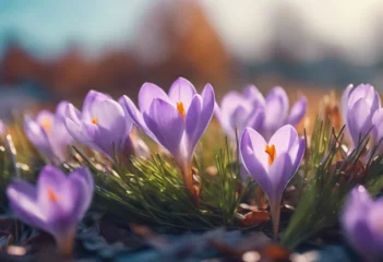 Foto op Plexiglas Natural autumn background with delicate lilac crocus flowers in meadow © FrameFinesse