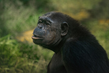 Chimpanzee (Pan troglodytes) - Great Ape