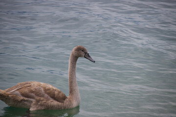 Ein junger Schwan mit grauen Federn schwimmt auf einem Fluss. Das Bild ist dem Märchen das hässliche Entlein nachempfunden